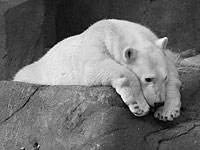 WWF: с 1970 года человечество уничтожило 60% животных на планете