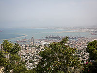 У побережья Хайфы обнаружен редкий белобрюхий тюлень