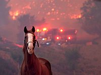 Число жертв лесных пожаров в Калифорнии достигло 11 человек