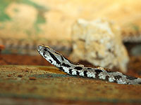 Палестинцы обвинили Израиль в присвоении национального символа – палестинской гадюки