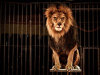 Директору цирка, в котором лев напал на ребенка, предъявлен иск