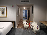 Peas и Carrots: традиционные индейки под суд Трампа. Фоторепортаж 
