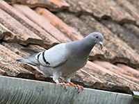 Голубь из Омска, сломавший крыло, сам