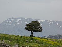 На вершине горы Хермон выпал снег