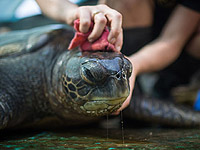 Израильтянин спас морскую черепаху, выброшенную штормом на берег Ашкелона