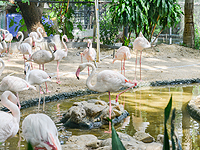 Пожар в лучшем зоопарке Британии; под угрозой более двадцати тысяч животных