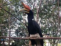 В доме израильтянина обнаружены десятки видов редких птиц 