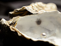 В США вновь найдена жемчужина в устрице – вторая за месяц