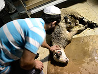 С 1 января во Фландрии будет запрещена 