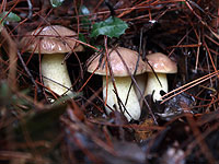 Грибной сезон зимы 2018-2019 года в Израиле. Присылайте ваши фотографии