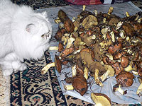 Грибной сезон зимы 2018-2019 года в Израиле. Фотогалерея
