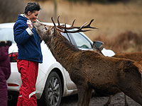 Прекрасные и бесстрашные: благородные олени Шотландии. Фоторепортаж