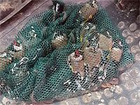 Пограничники задержали палестинского араба, незаконно удерживавшего 12 редких птиц