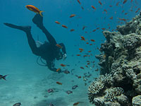 NYT включил Эйлат в TOP-10 мест, рекомендованных к посещению туристами в 2019 году