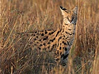 Известного украинского теннисиста покусал сервал