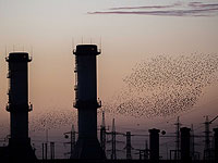 Танцы скворцов и зеленеющие поля на юге Израиля. Фоторепортаж