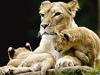 В частном зоопарке в секторе Газы от холода погибли два львенка