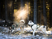 Гонка на хаски: тренировка в Шотландии. Фоторепортаж