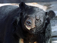 Малыш из Северной Каролины провел в лесу две ночи: его спас медведь