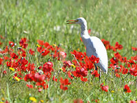 Зимнее цветение Израиля. Фоторепортаж