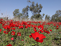 Десятки тысяч израильтян посетили в субботу парки и фестиваль 