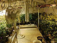 Полиция обнаружила в Тель-Авиве плантацию конопли и конфисковала более 100 кг каннабиса