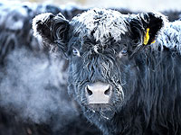 Шотландия в ожидании самой холодной ночи в году. Фоторепортаж