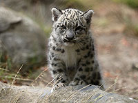 В Индию в ручной клади пытались провезти месячного детеныша леопарда