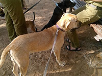 Сократится минимальный срок содержания в приютах кошек и собак