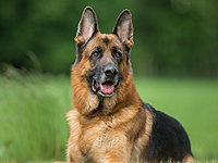 В ЮАР собака спасла хозяину жизнь, приняв на себя удар ножа