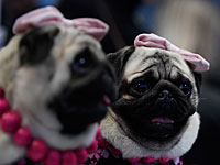 Французский градоначальник  законодательно запретил местным собакам лаять