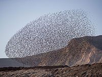 Танцы скворцов над Иорданской долиной. Фоторепортаж