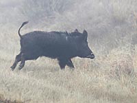 Багамская свинья укусила Мишель Левин за ягодицу