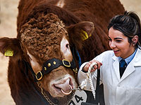 Самые рогатые и мохнатые: аукцион быков в Шотландии. Фоторепортаж