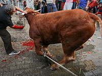 Студенты Оксфорда отказались  от потребления кошерного мяса 