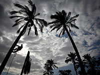 В Хайфе пожарные сняли с пальмы 18-летнего юношу