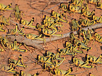 Египет готовится отражать нашествие саранчи