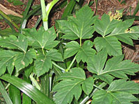 Выявлено растительное вещество, способное продлить жизнь