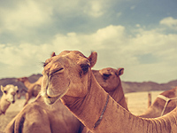 В Иркутской области шаманы сожгли пять верблюдов 