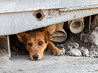 Трем подозреваемым предъявлены обвинения в убийстве шести собак и хищении 30 овец