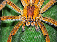 Бразильские ученые утверждают, что их гель из яда бананового паука эффективнее виагры