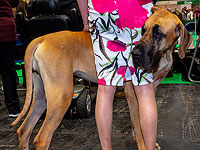Crufts 2019: Бирмингем принял крупнейшую в мире выставку собак. Фоторепортаж 
