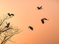 Первый признак весны: тысячи аистов в долине Хула