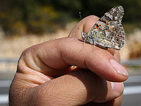 Сезонная миграция бабочек: Израиль посетили около миллиарда чертополоховок