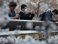 Мимолетность жизни в цветении вишни. Фоторепортаж из Японии