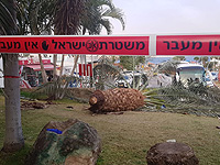 В Эйлате, в результате падения дерева, погибли два человека