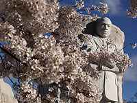 Розовое великолепие: разгар цветения вишни в Вашингтоне. Фоторепортаж