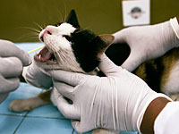 Американские защитники животных празднуют победу над 