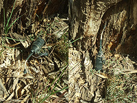 В Эшколе обнаружено самодельное взрывное устройство