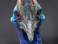 В США самая опасная птица в мире убила человека